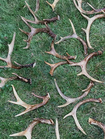 Antler Sheds used for Table decorations, vintage party rentals near Rockton Illinois.